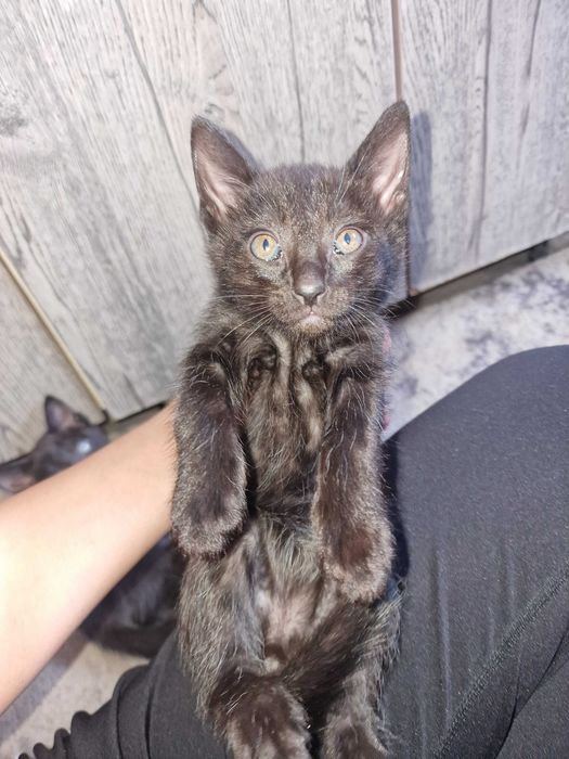 Красивые котята за шоколадку