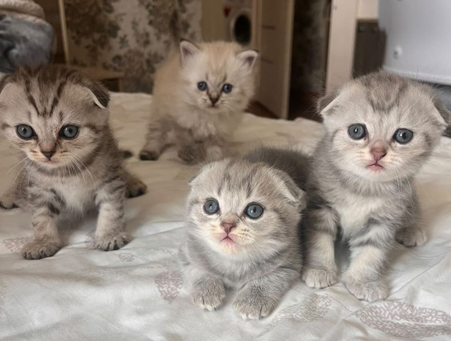Котята Британской шиншиллы