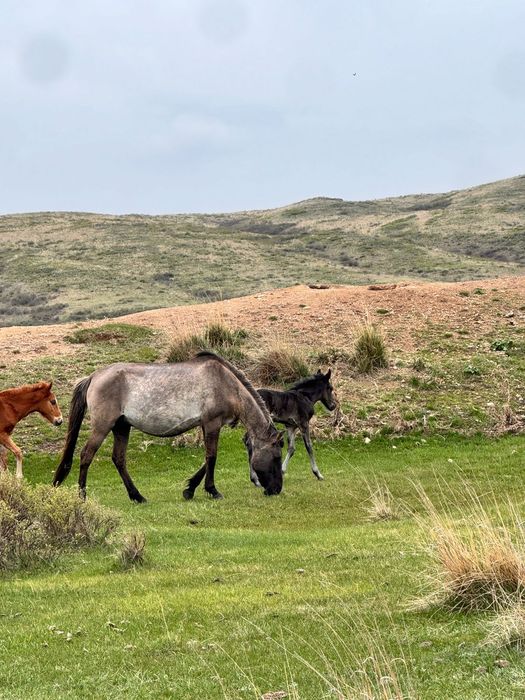 Бие сатылады сартөбе