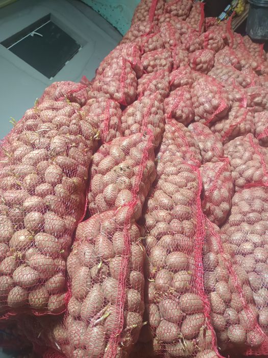 Sămânța de cartofi