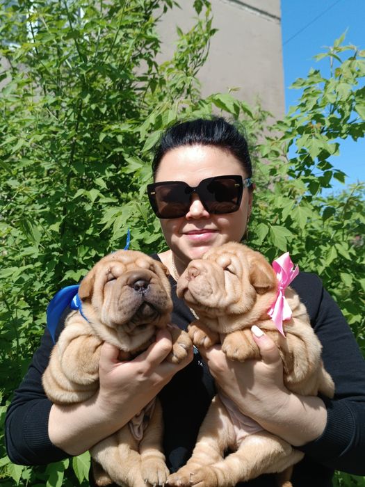 Щенки шарпей прожажа