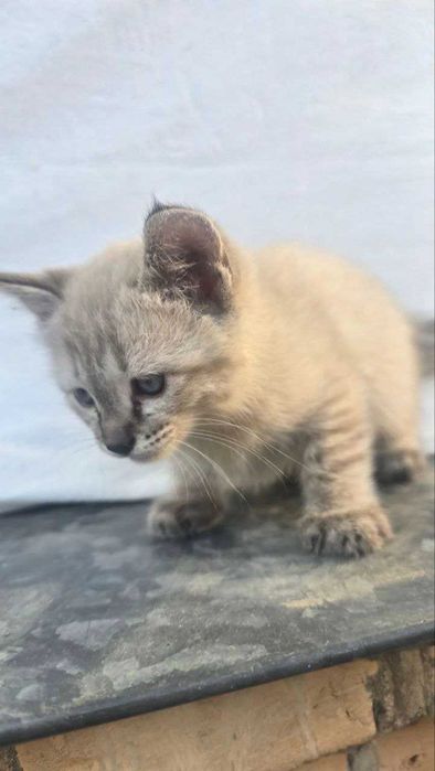 Отдам котят в хорошие руки