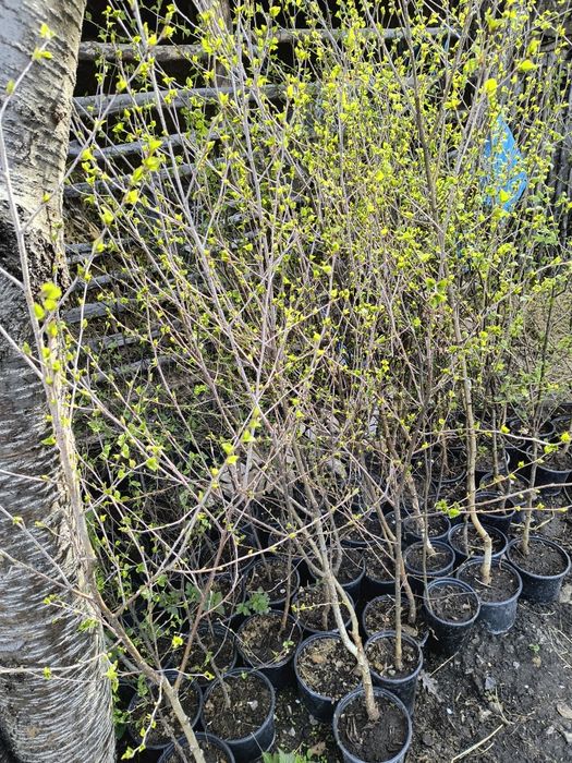 Бяла БРЕЗА - фиданки в контейнер и БОР в контейнер