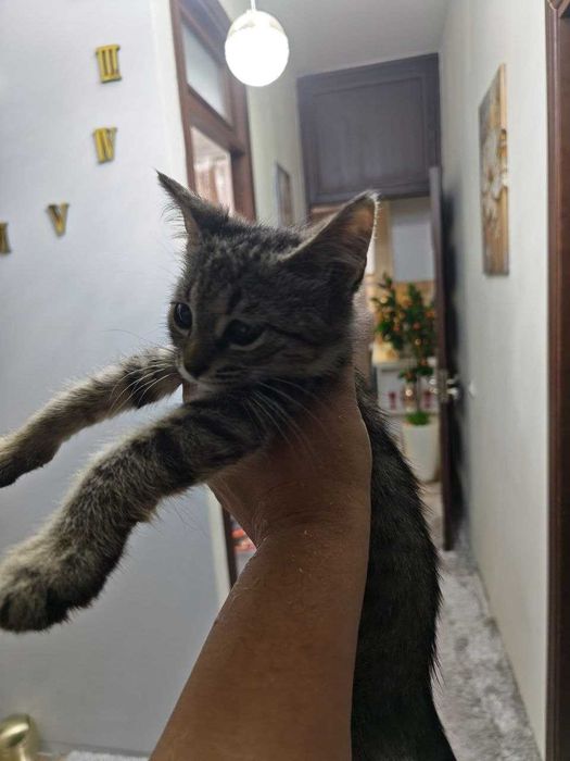 Котенок мальчик, славный, любит целовать