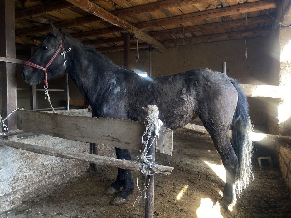 Бие,еты жақсыыыы