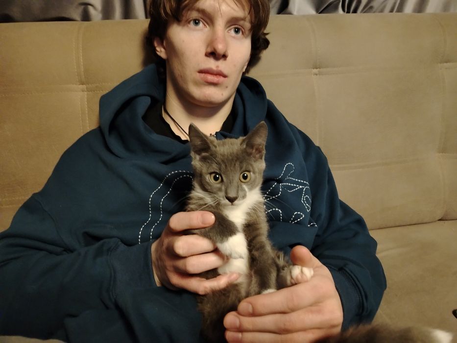 Отдам котят в добрые руки