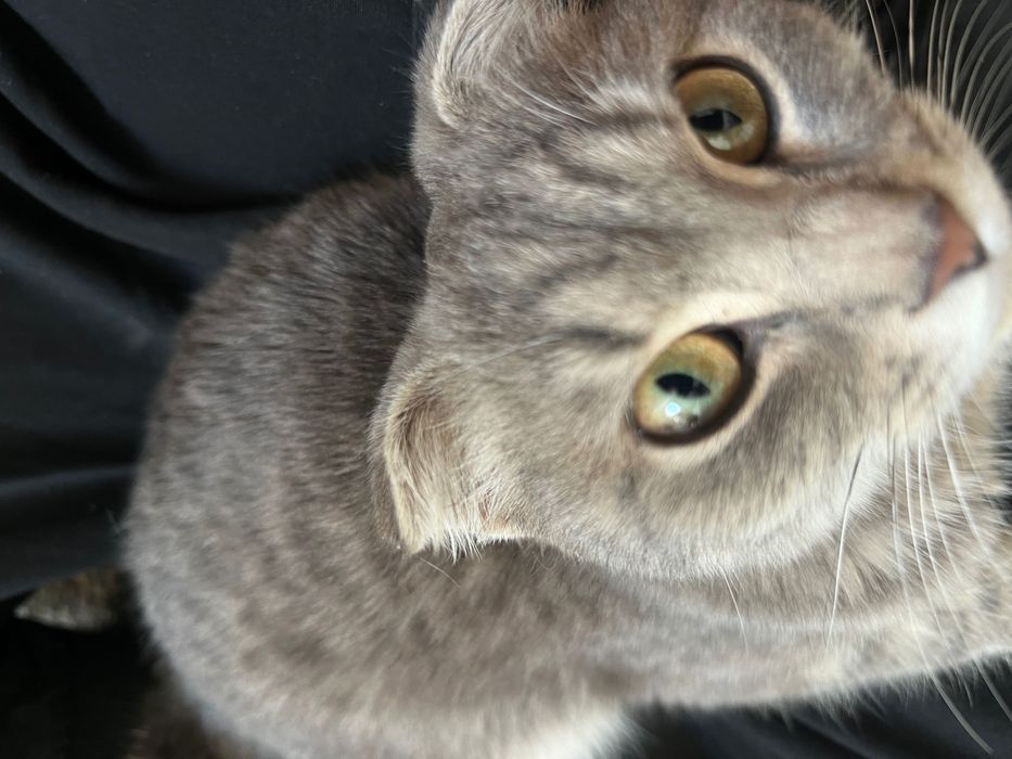 Шотландский вислоухий котик