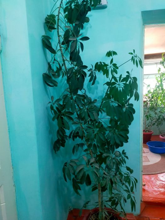 Гулдер әдемі үлкен