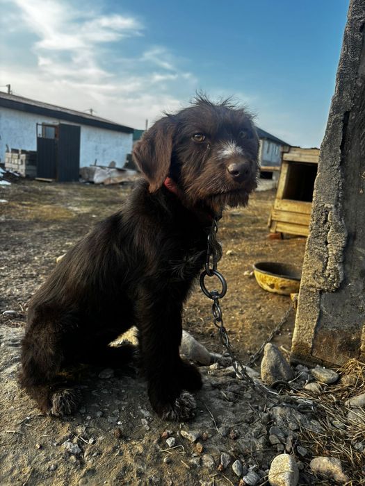 Продам щенка дратхаара 3 мес девочка