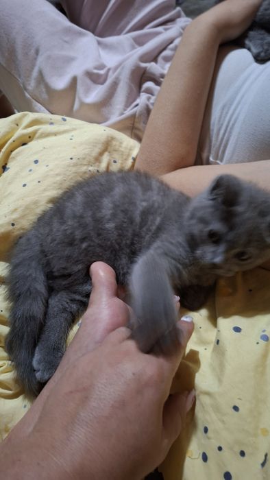 Страхотен британец