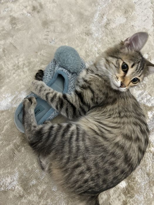 Пропала кошка 24