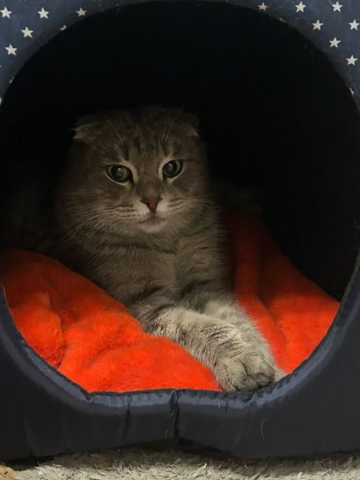 Передержка кошек