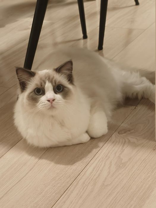 Motanel Ragdoll cu pedigree