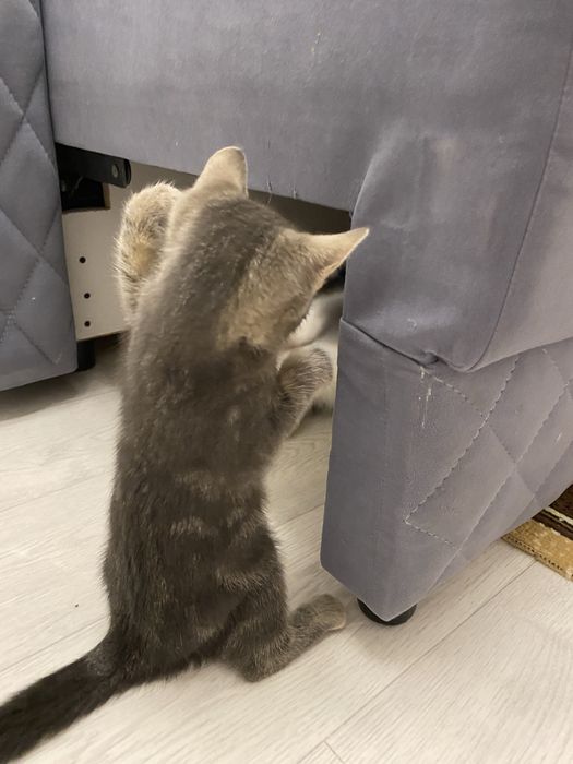 продается котенок