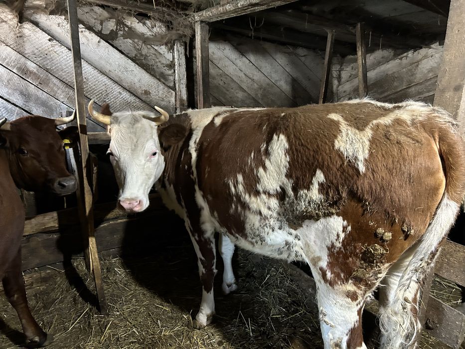 Продам 5 телок 2х летки