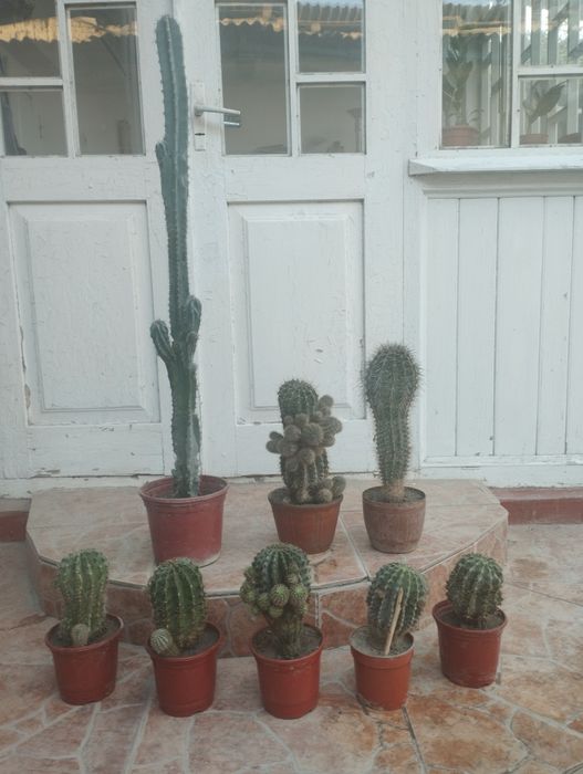 Продаются кактусы