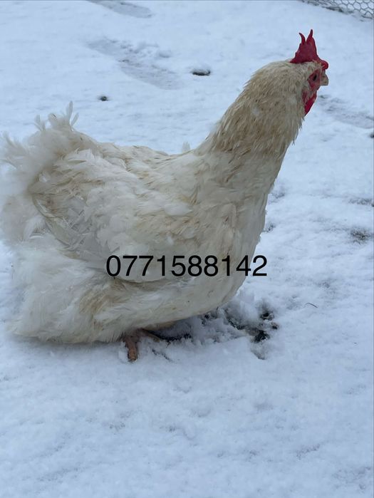 Gaini de carne 4,5 - 5 kg buc