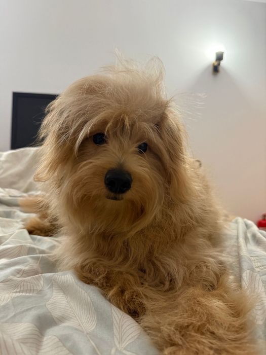 Venus isi cauta o familie iubitoare