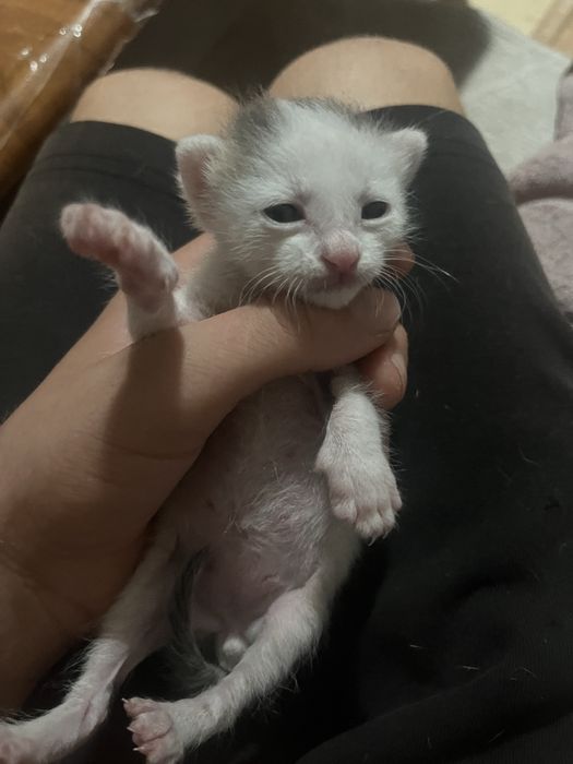 Коте на 3 седмици