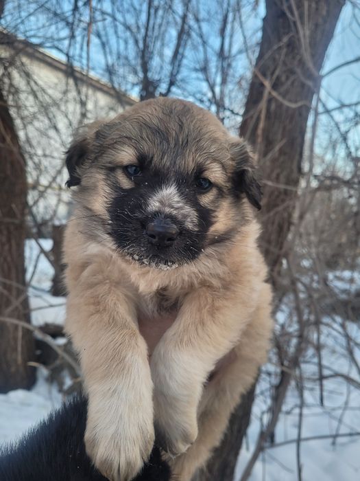Срочно мальчики ищят дом