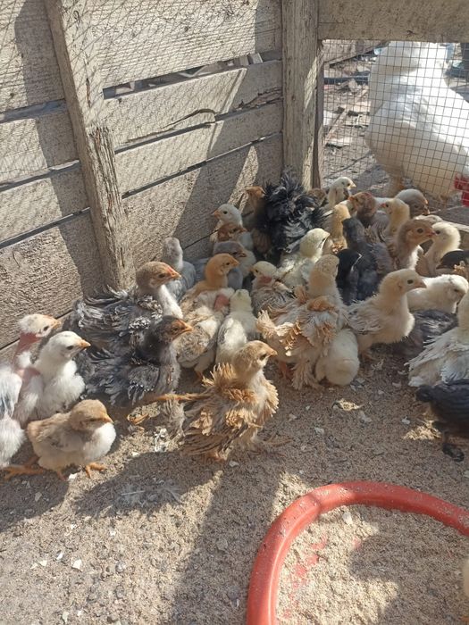 Vând puișiori de curte