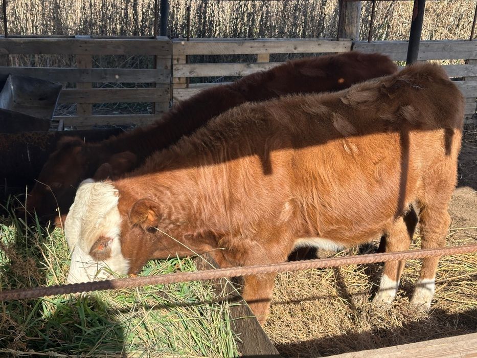 Бұзау тайыншалар