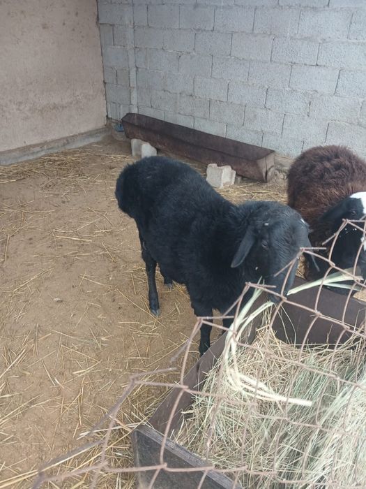 Қошқар сатылады семіз.