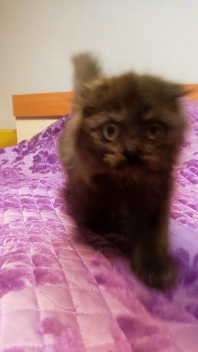 Отдам кошечку в хорошие руки