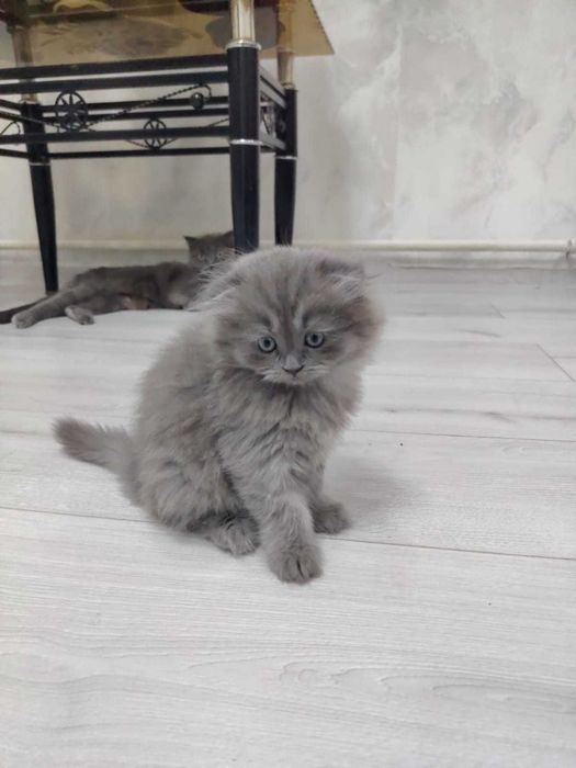 Продам британских котят