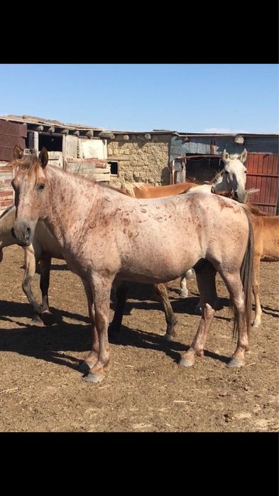 Үйір жылқы малы сатылады