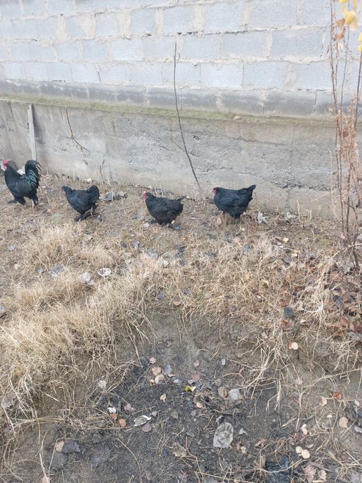 Qora tovoqlar sotiladi