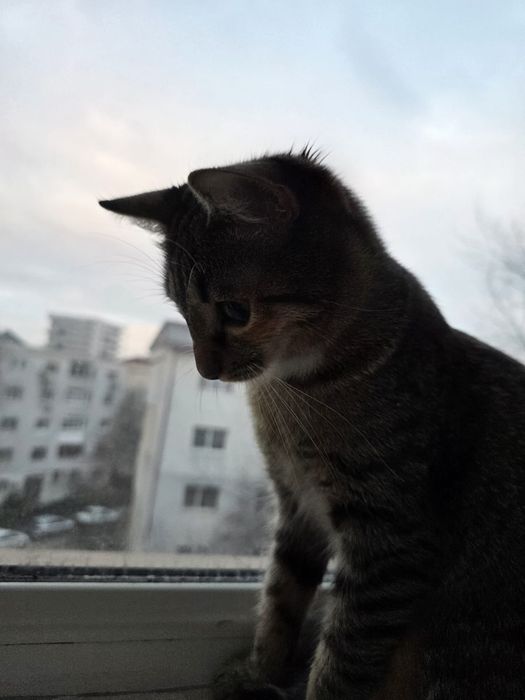 Donez o fetita in varta de 7 luni