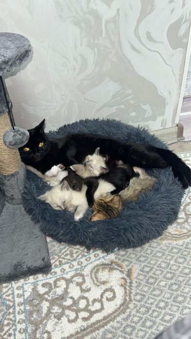 Отдам котят , по 5000т