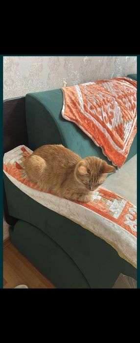 Кошка в добрые руки