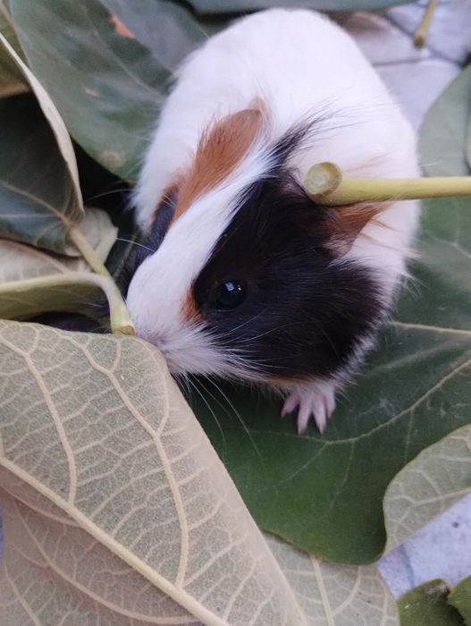 Чифтове Кемани,Серами, Копринки.Яйца за люпене.Зайчета и морски свинче