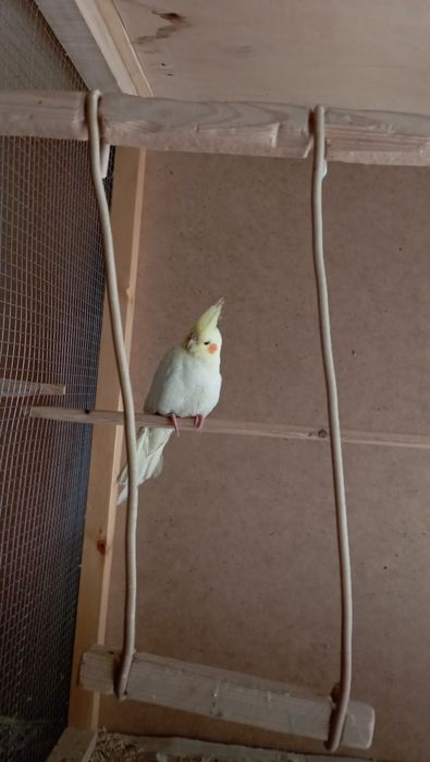 Продается Шаловый попугай Корелла