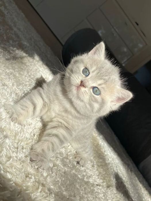 Британские котята