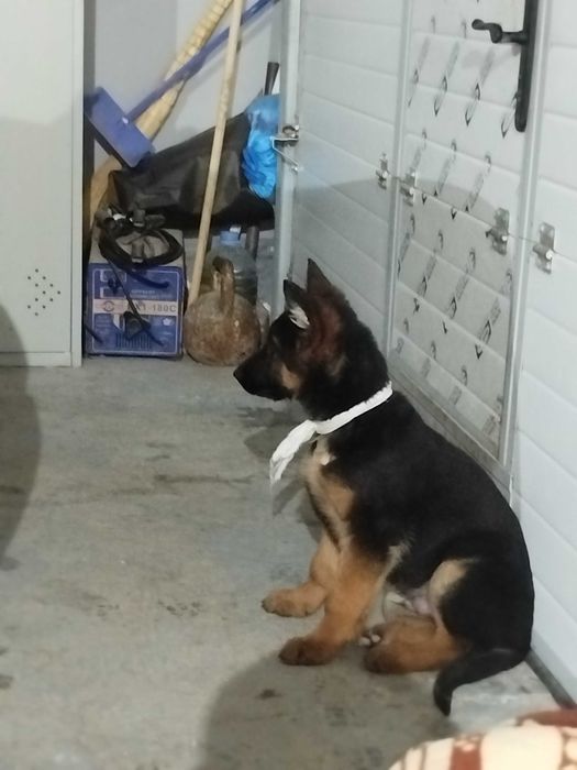 Щенки немецкой овчарки