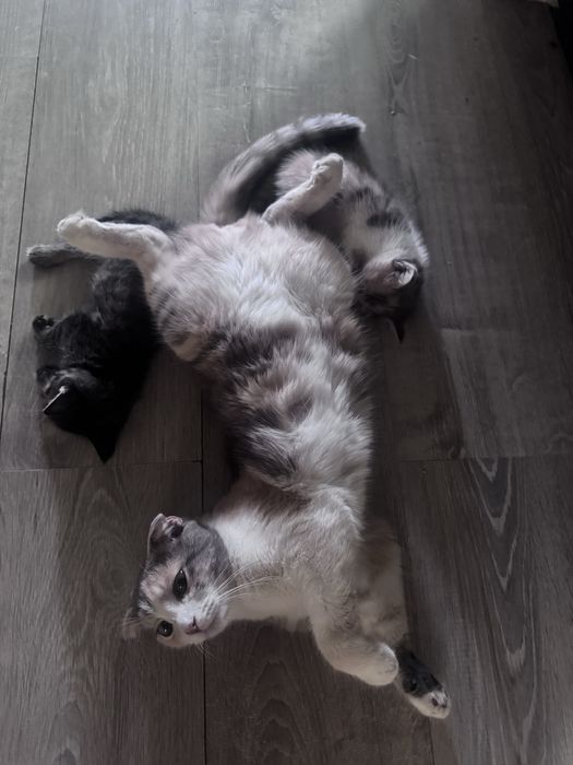 Котята, мальчик девочка