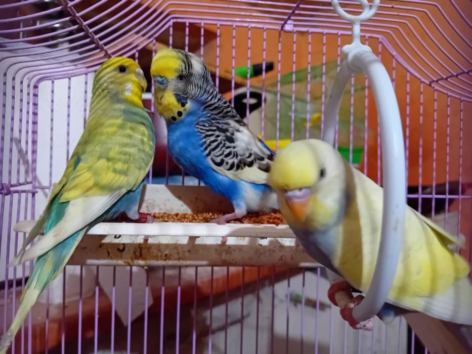 Papagali perusi multicolori