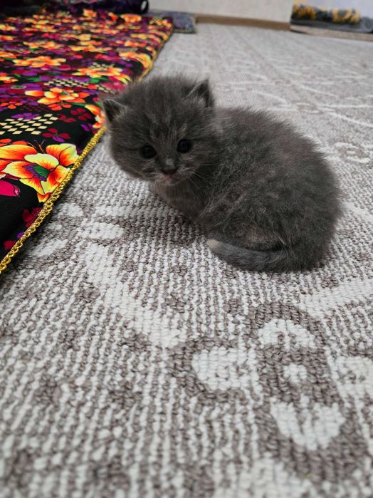 Продаются котята