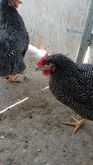 Vind familie plymont rok barat