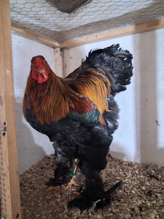 Cocosi brahma potarnichiu