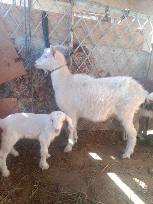 Занен ешкі сатылады