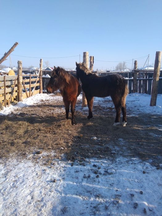 Продается жеребчики