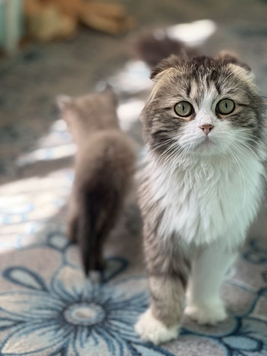 Продаем Кошку с котятами