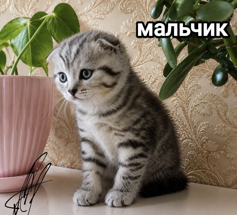Шотландские Вислоухие котята