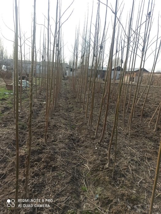 Павлония кучатлари