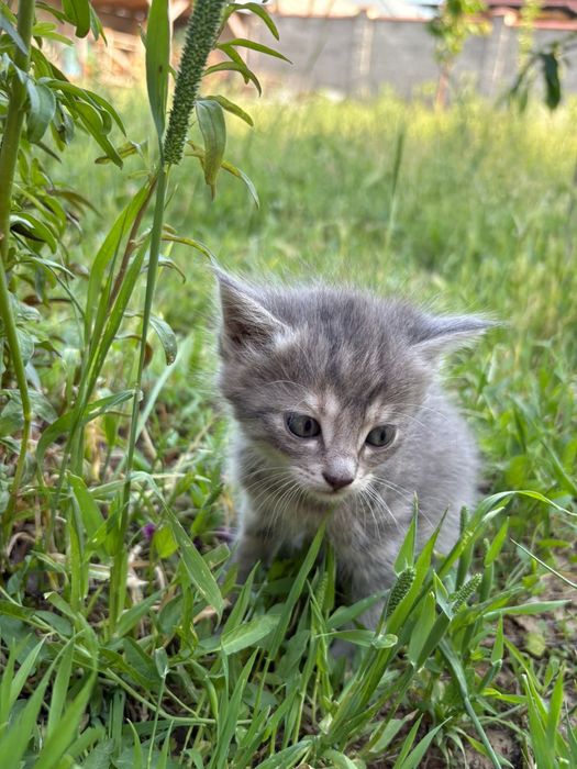 Котят отдам в добрые руки