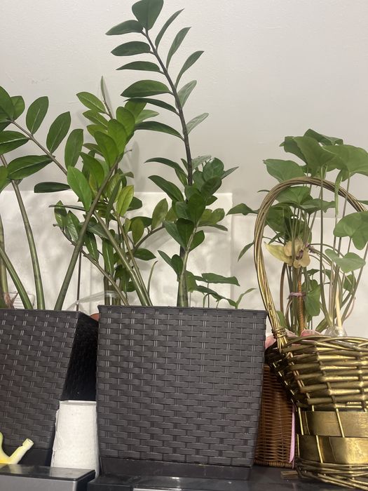 Цветы 5к каждая.